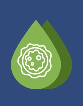 Chlorophyll factsheet thumbnail